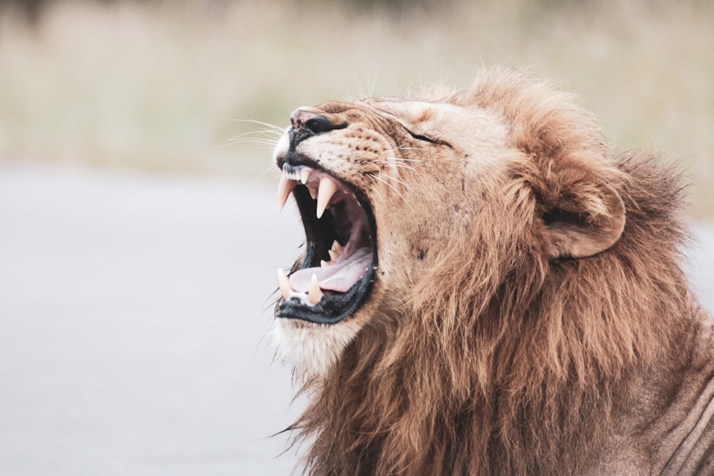 brown lion with white tongue out