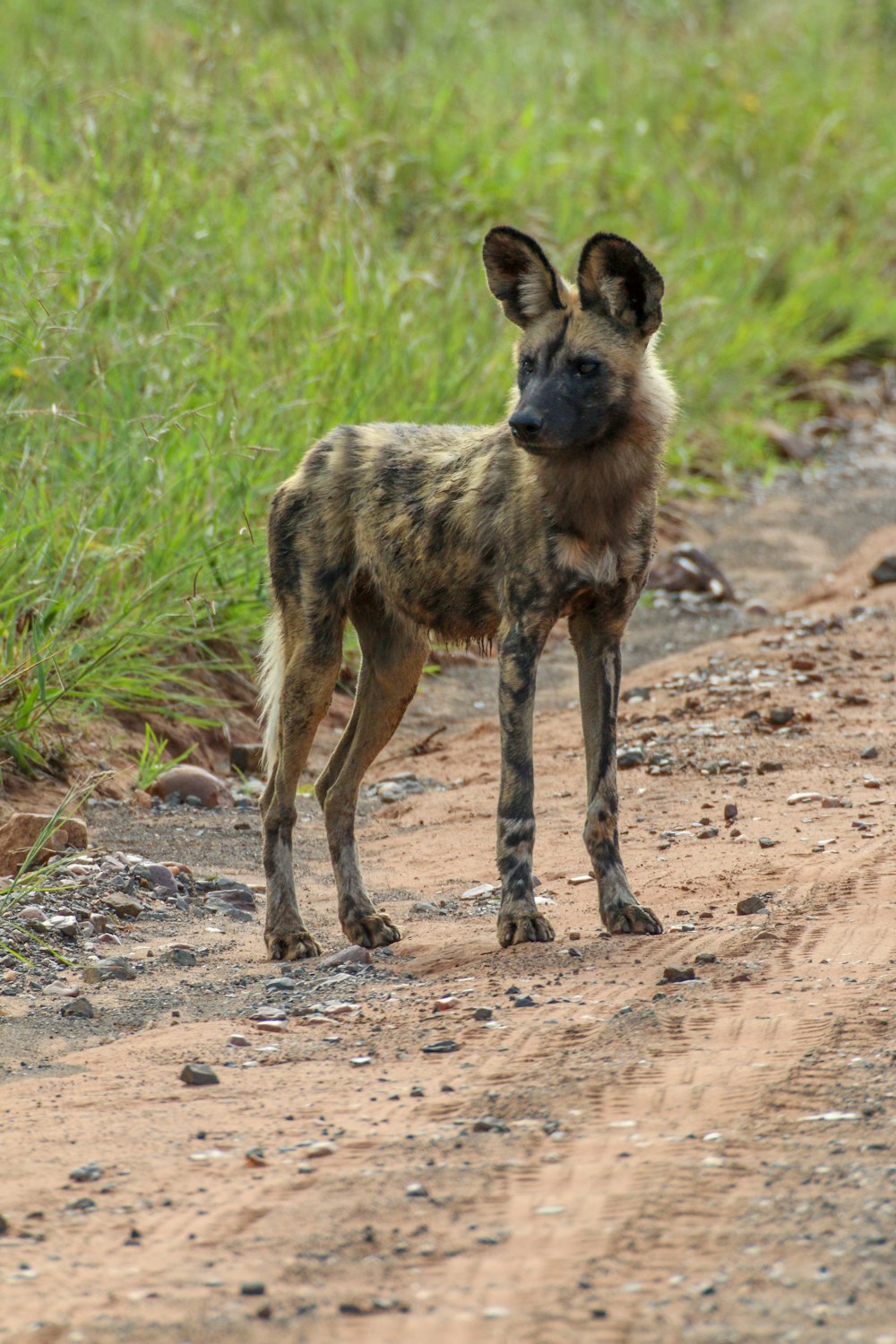 black and brown short coated dog on brown dirt ground during daytime