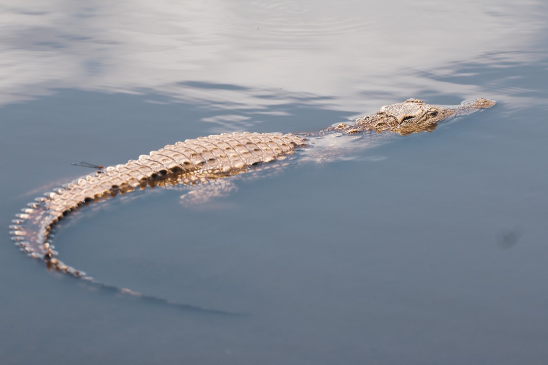 brown crocodile on body of water