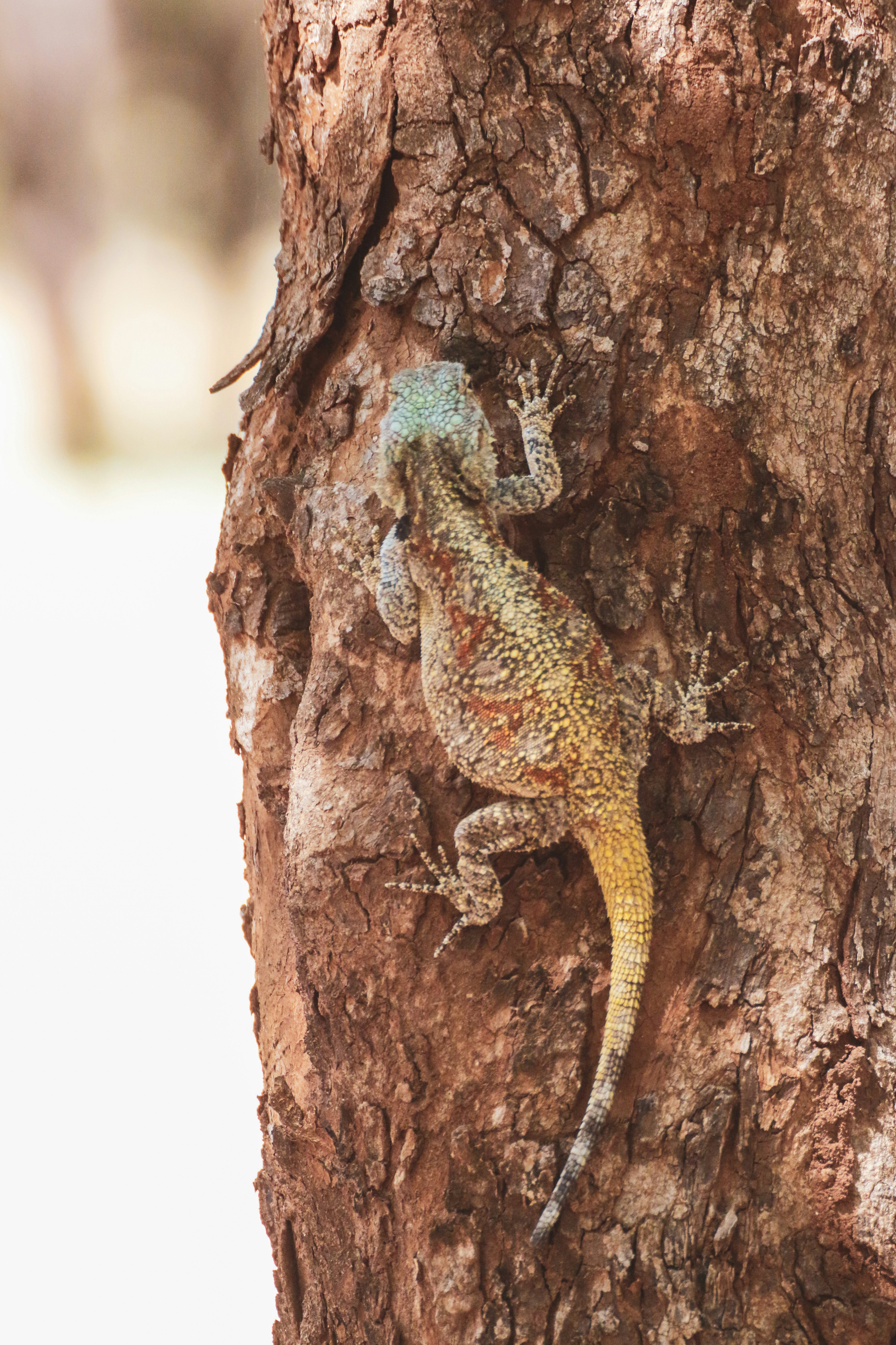 brown and blue lizard on brown tree branch