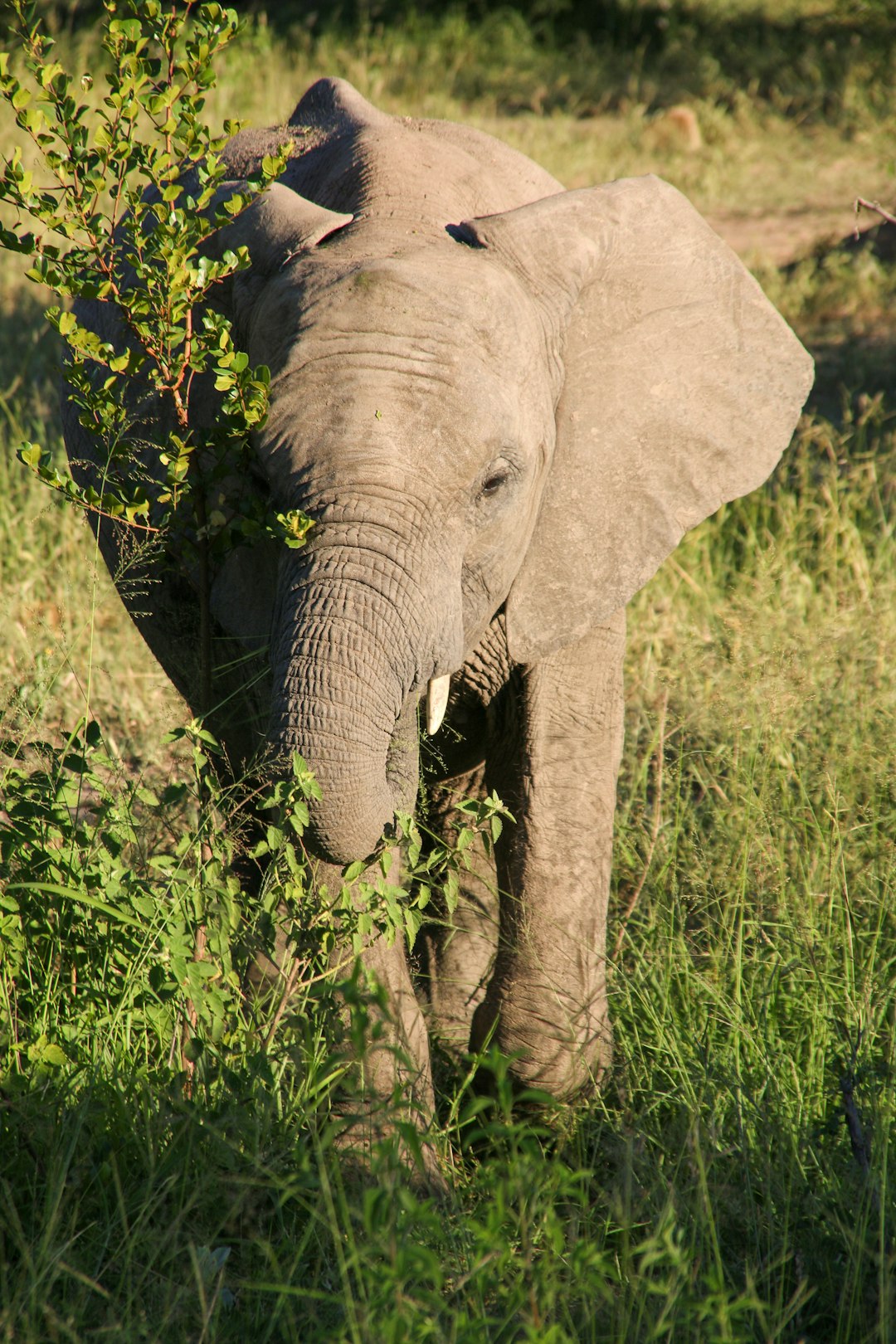 elephant walking on green grass field during daytime