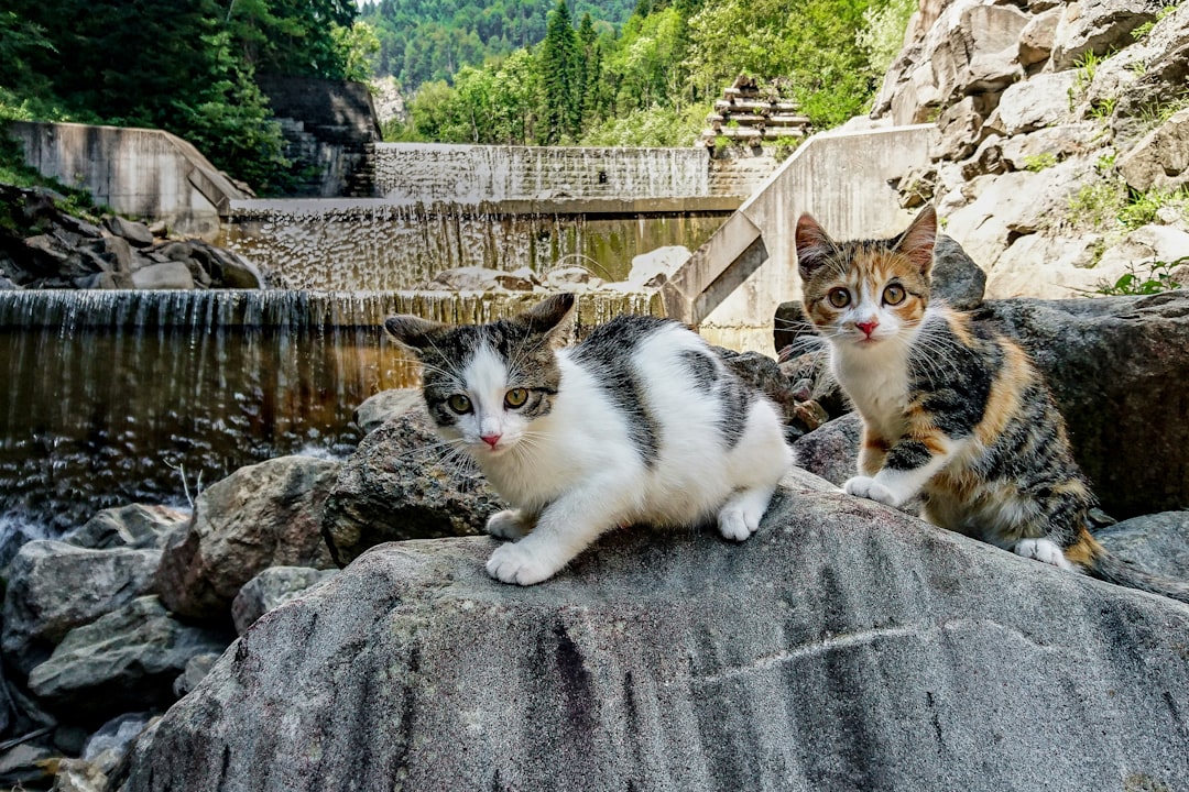 white and black cat on gray concrete wall