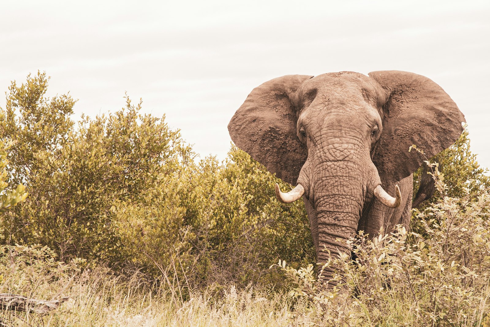 Sigma 17-70mm F2.8-4 DC Macro OS HSM sample photo. Elephant on green grass photography