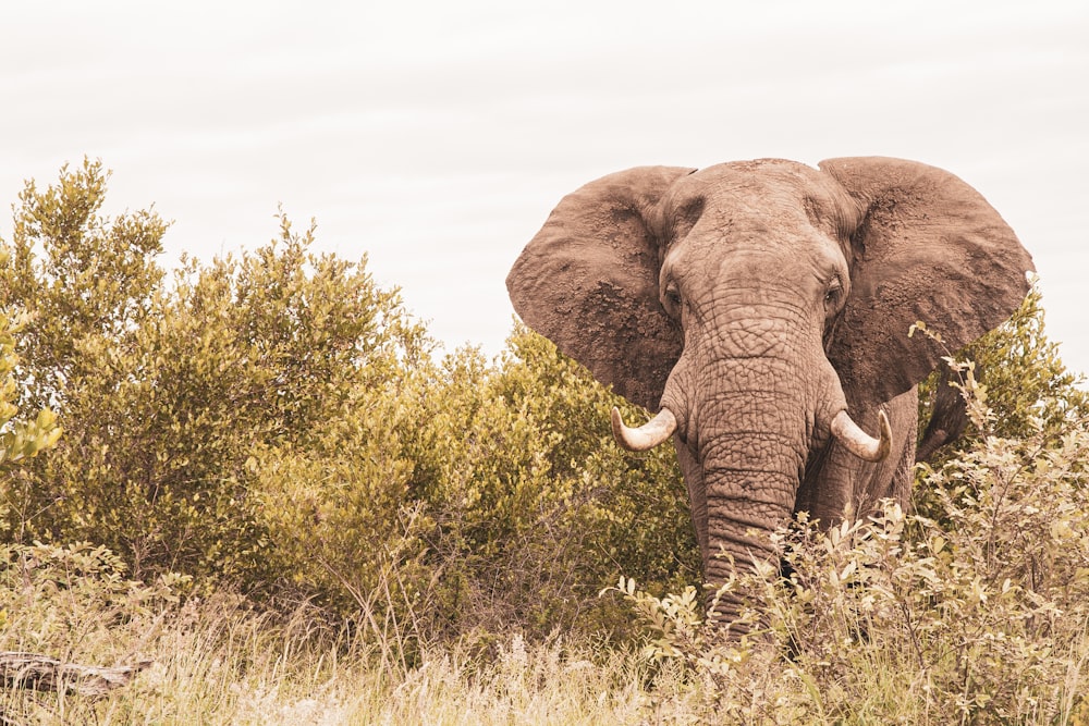 elephant on green grass field during daytime