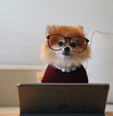 brown and white pomeranian puppy on macbook