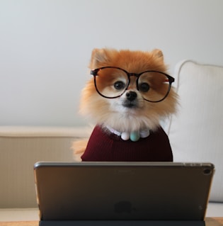 brown and white pomeranian puppy on macbook