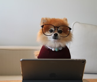 brown and white pomeranian puppy on macbook