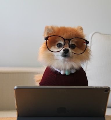 brown and white pomeranian puppy on macbook