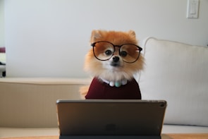 A small fluffy dog, possibly a Pomeranian, is sitting on a couch wearing oversized glasses and a maroon sweater. In front of the dog is a tablet, suggesting a playful scene of a pet working or studying.