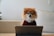 A small fluffy dog, possibly a Pomeranian, is sitting on a couch wearing oversized glasses and a maroon sweater. In front of the dog is a tablet, suggesting a playful scene of a pet working or studying.