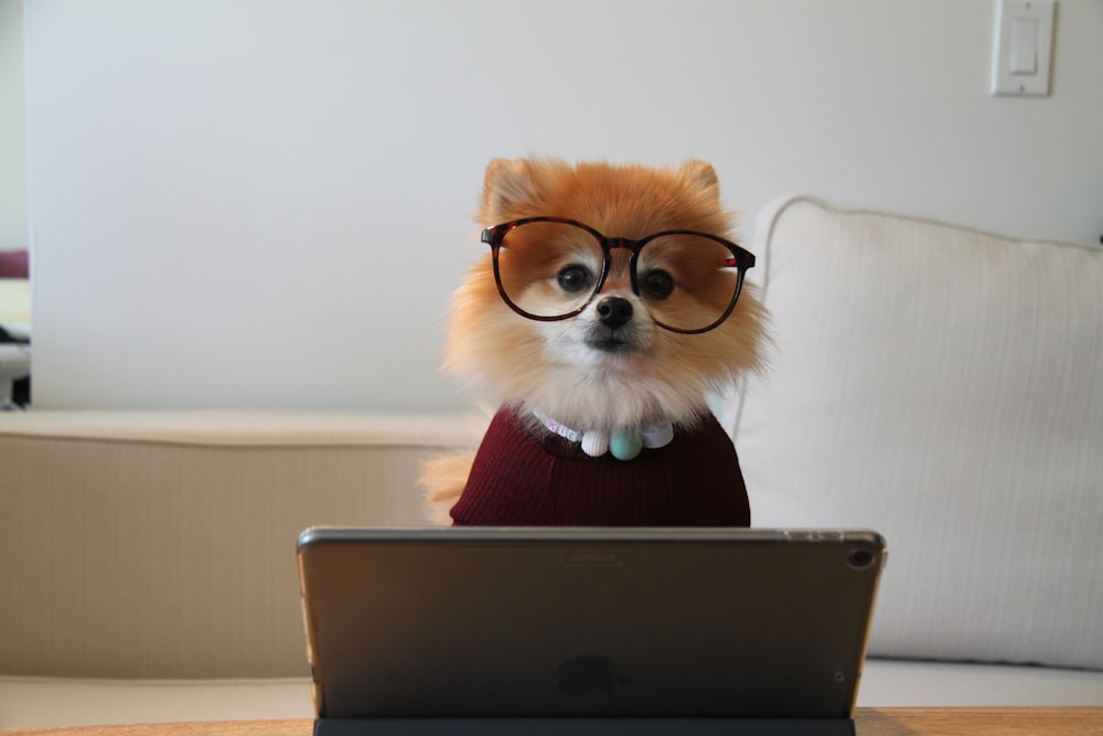 MacBookの茶色と白のポメラニアンの子犬