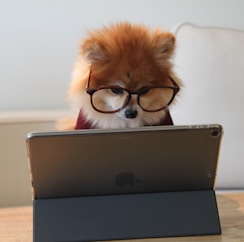 brown and white long coated small dog wearing eyeglasses on black laptop computer