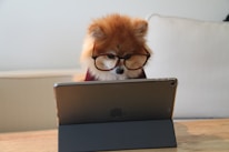Close-up of a pet owner reading product reviews on a tablet with a curious puppy nearby.