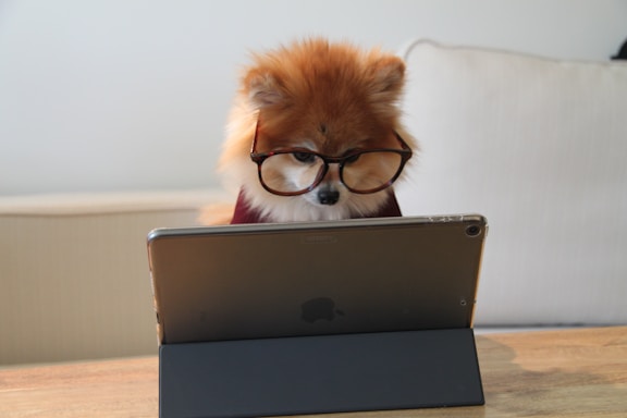 A small, fluffy dog is wearing large black-rimmed glasses and is intently looking at a tablet placed on a wooden table. The background is a simple beige sofa, creating a cozy atmosphere.