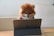brown and white long coated small dog wearing eyeglasses on black laptop computer