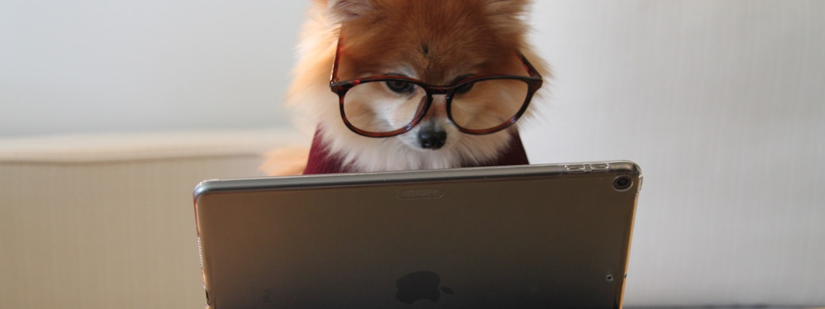 cute dog wearing glasses at a laptop