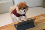 brown and white pomeranian puppy wearing glasses and looking at a laptop