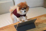 brown and white pomeranian puppy on macbook pro