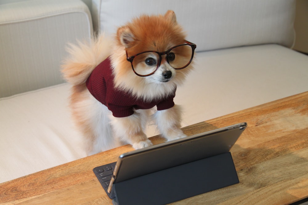 brown and white pomeranian puppy on macbook pro