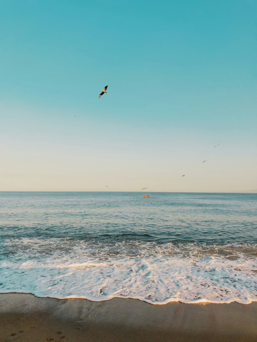 bird flying over the sea during daytime