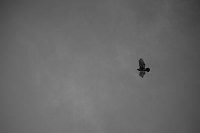 Monochrome drawing of a bird in mid-flight, wings softly blurred.