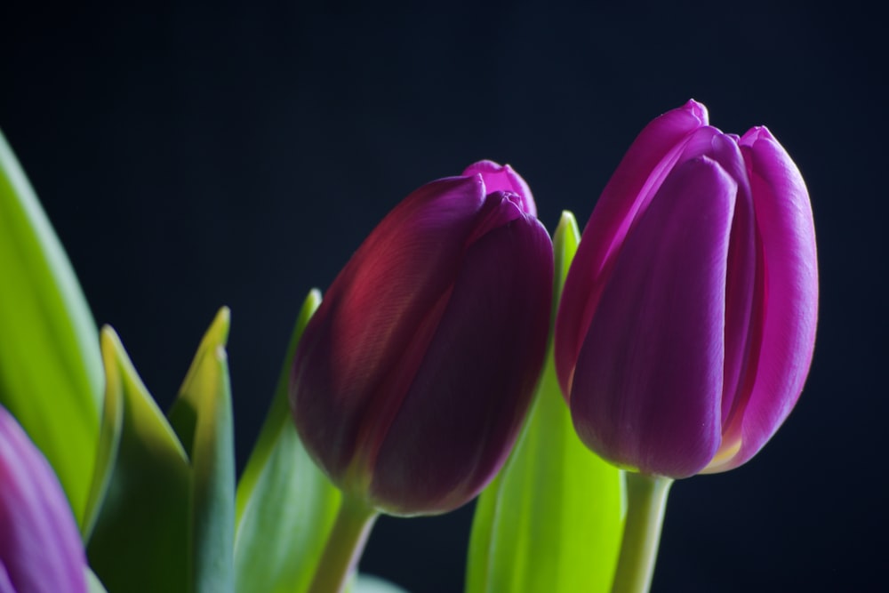 purple tulips in bloom close up photo