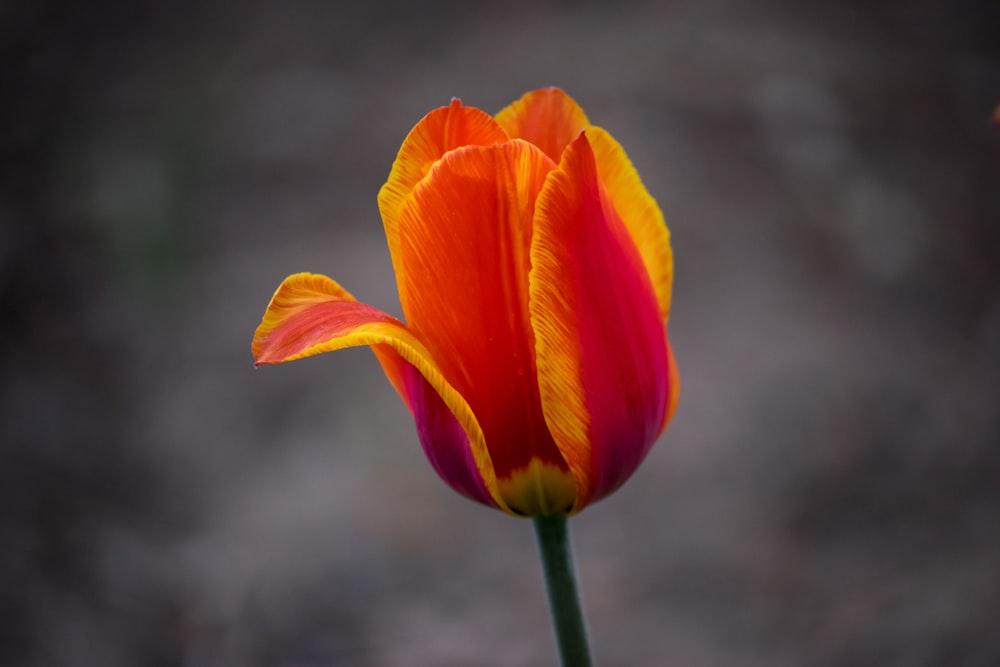 orange flower in tilt shift lens