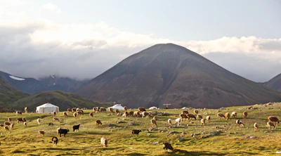 A vast, green landscape featuring a large number of livestock grazing on the open grass field. In the background, there are several white yurts scattered across the plain, set against the backdrop of towering mountains under a partly cloudy sky.