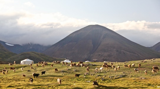 A vast, green landscape featuring a large number of livestock grazing on the open grass field. In the background, there are several white yurts scattered across the plain, set against the backdrop of towering mountains under a partly cloudy sky.