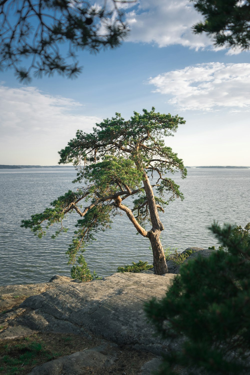 green tree near body of water during daytime