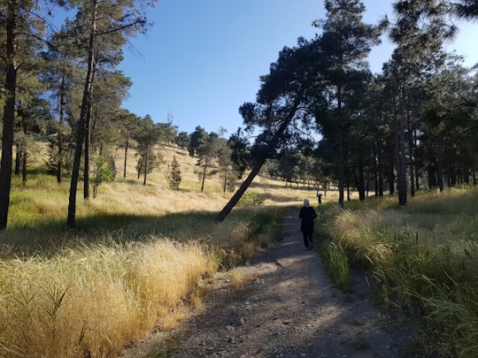 person in black jacket walking on pathway between green grass and trees during daytime in District 22 Iran