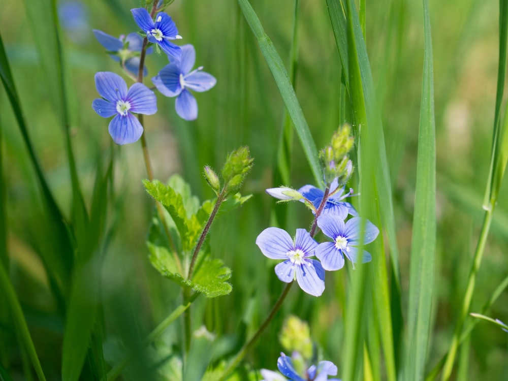 purple flower in tilt shift lens