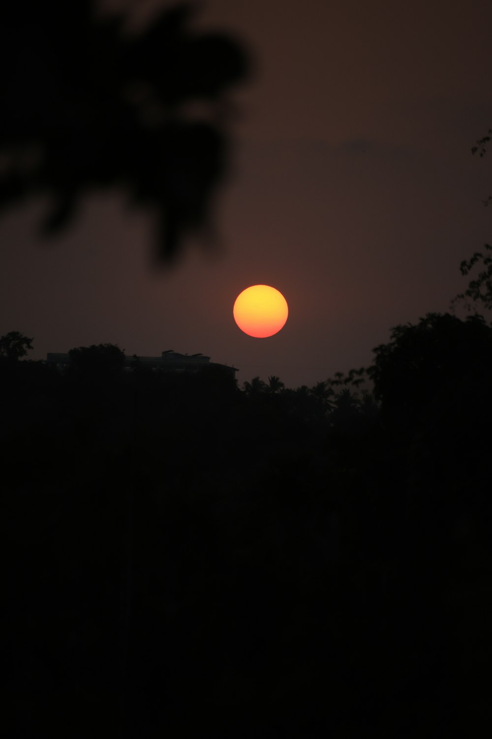 silhouette of trees during sunset