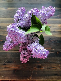 A vibrant bouquet of blooming lilac flowers with a few large green leaves, placed on a rustic wooden surface. The flowers are lush and densely packed, displaying delicate, small petals in shades of lavender and purple.