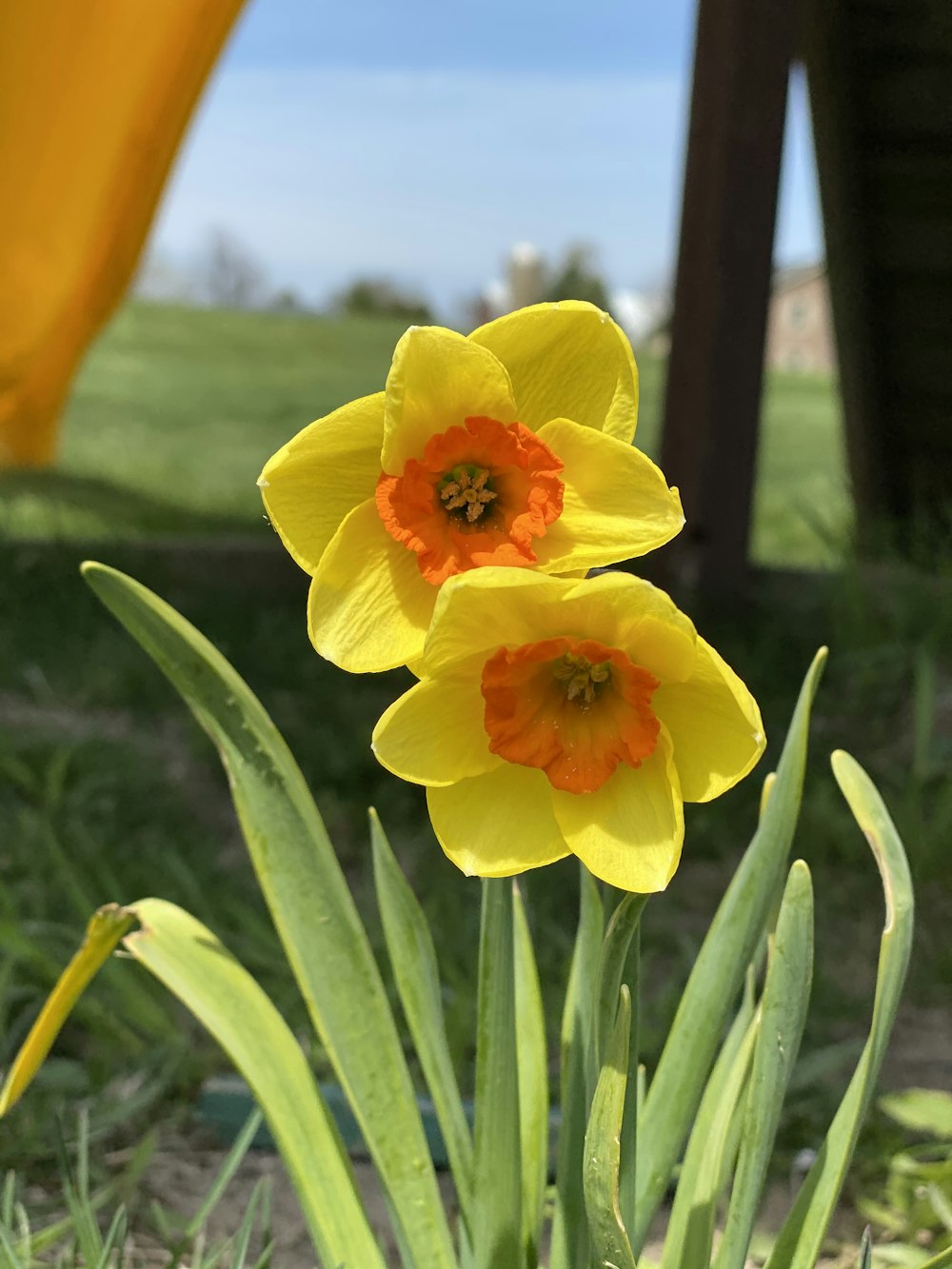 yellow and red flower in bloom during daytime