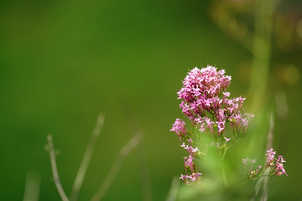 purple flower in tilt shift lens