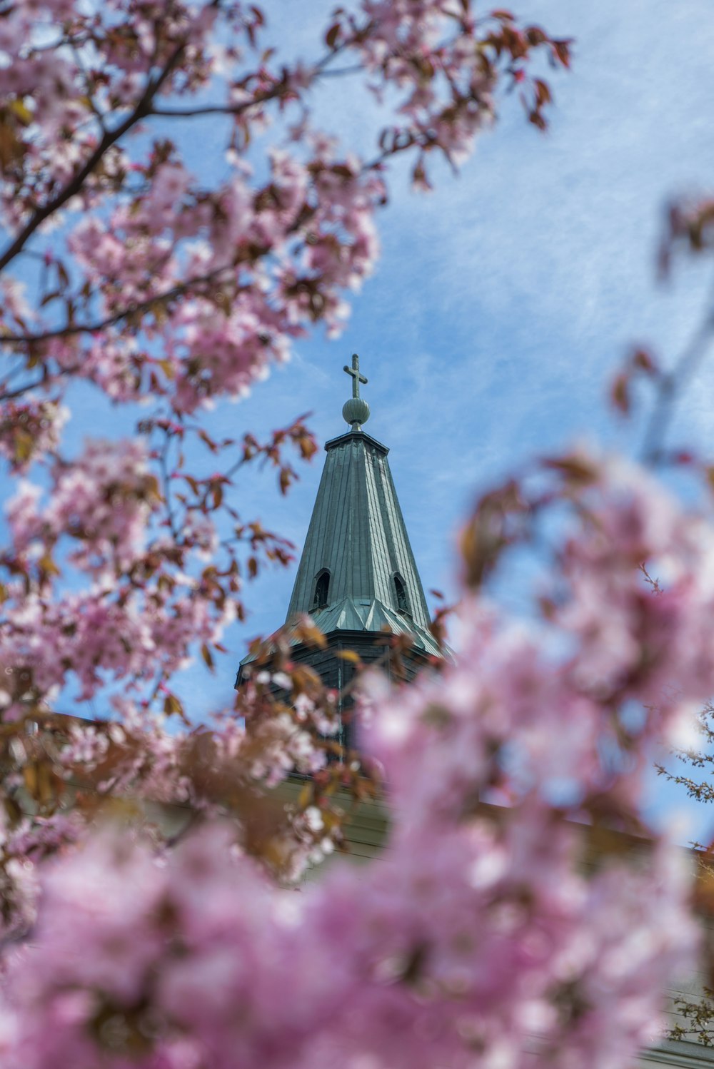 pink and white cherry blossom tree