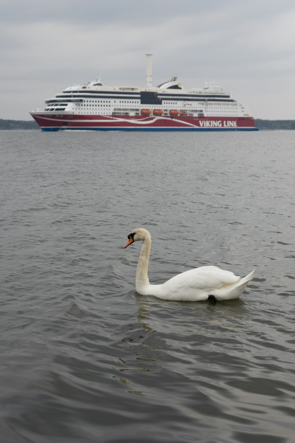 white swan on body of water during daytime