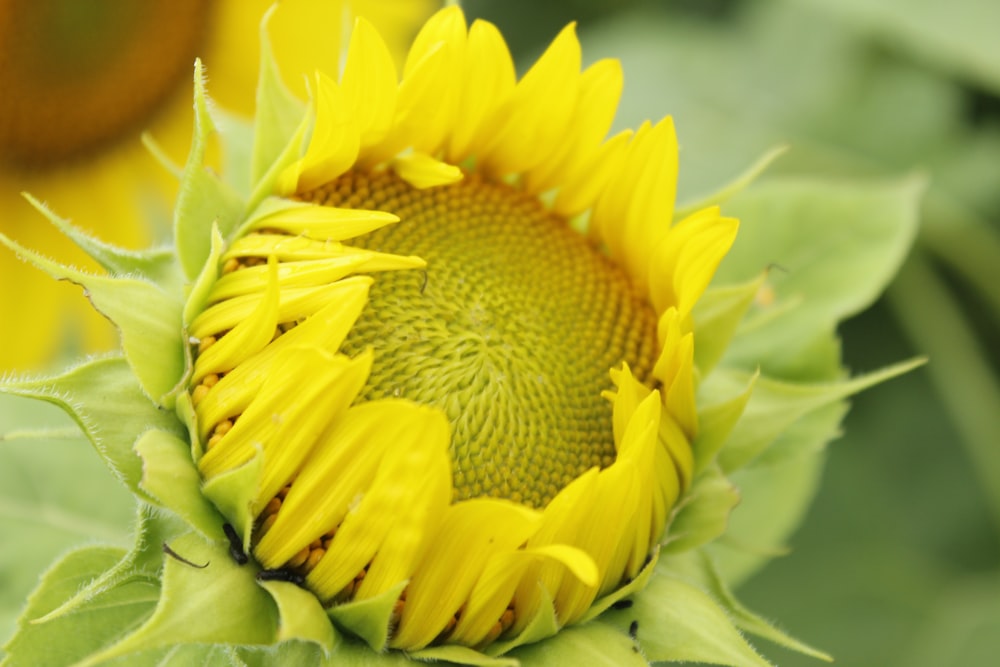 yellow sunflower in close up photography