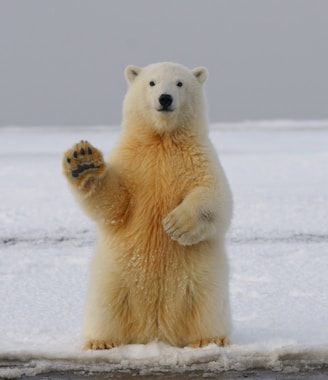 polar bear on snow covered ground during daytime