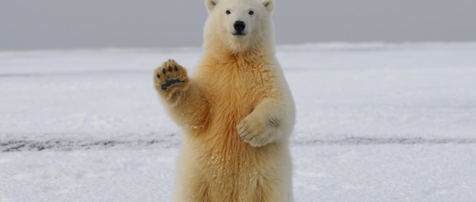 polar bear on snow covered ground during daytime