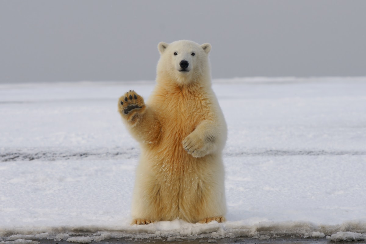 Polar Bear Waving At Camera sitting on snow bank