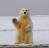 polar bear on snow covered ground during daytime