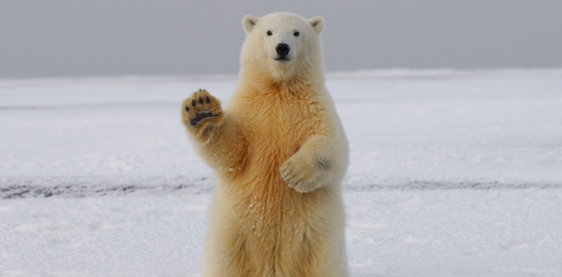 polar bear on snow covered ground during daytime