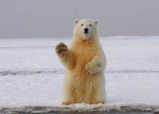 polar bear on snow covered ground during daytime