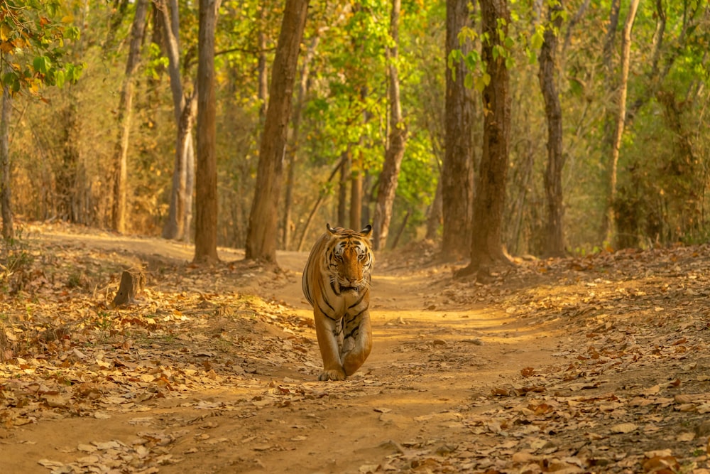 brown tiger on brown ground during daytime