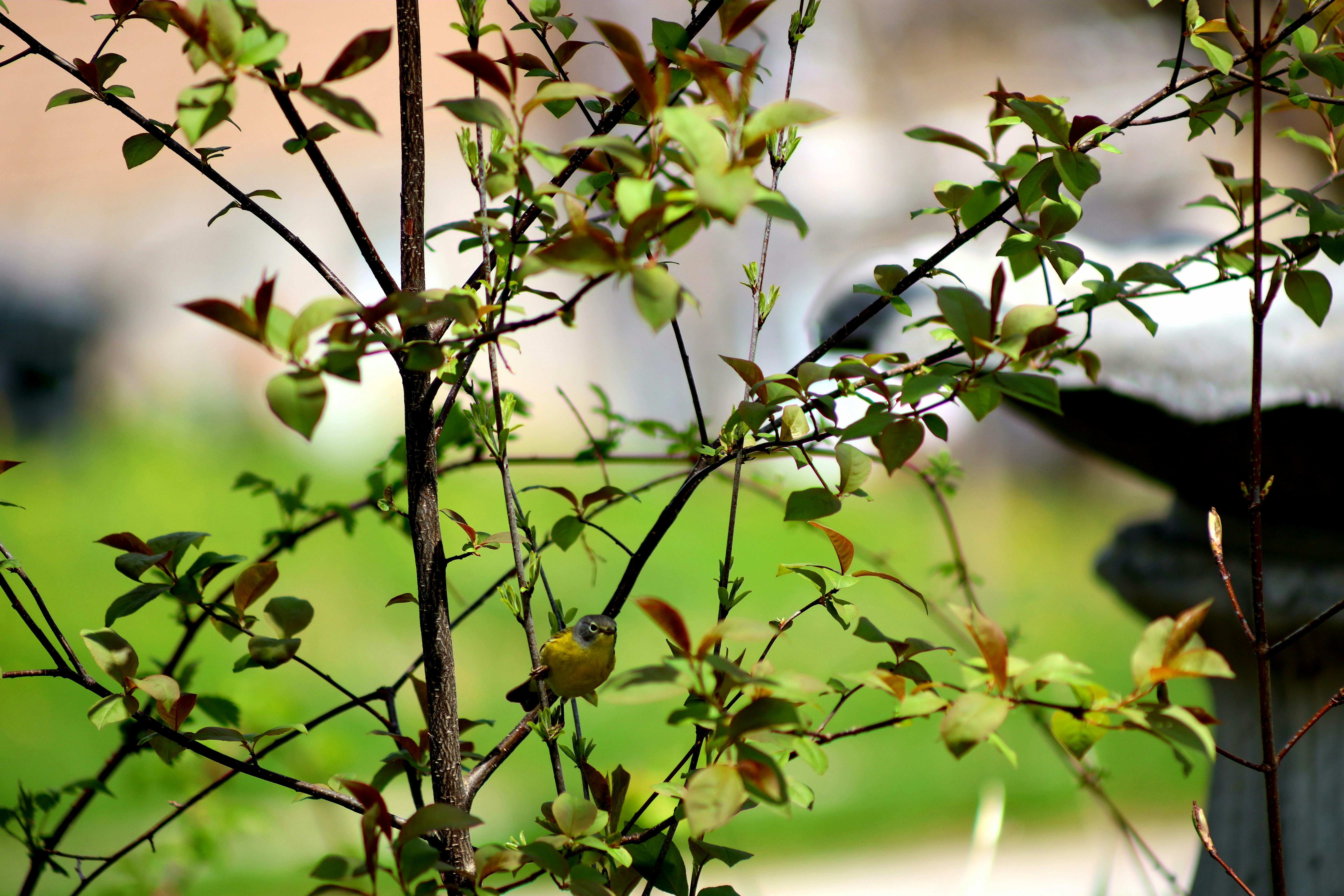 Photo by richardworks