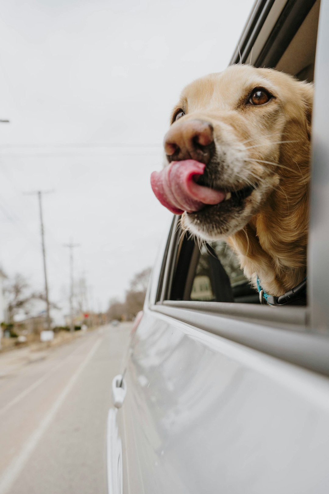 brown short coated dog in car