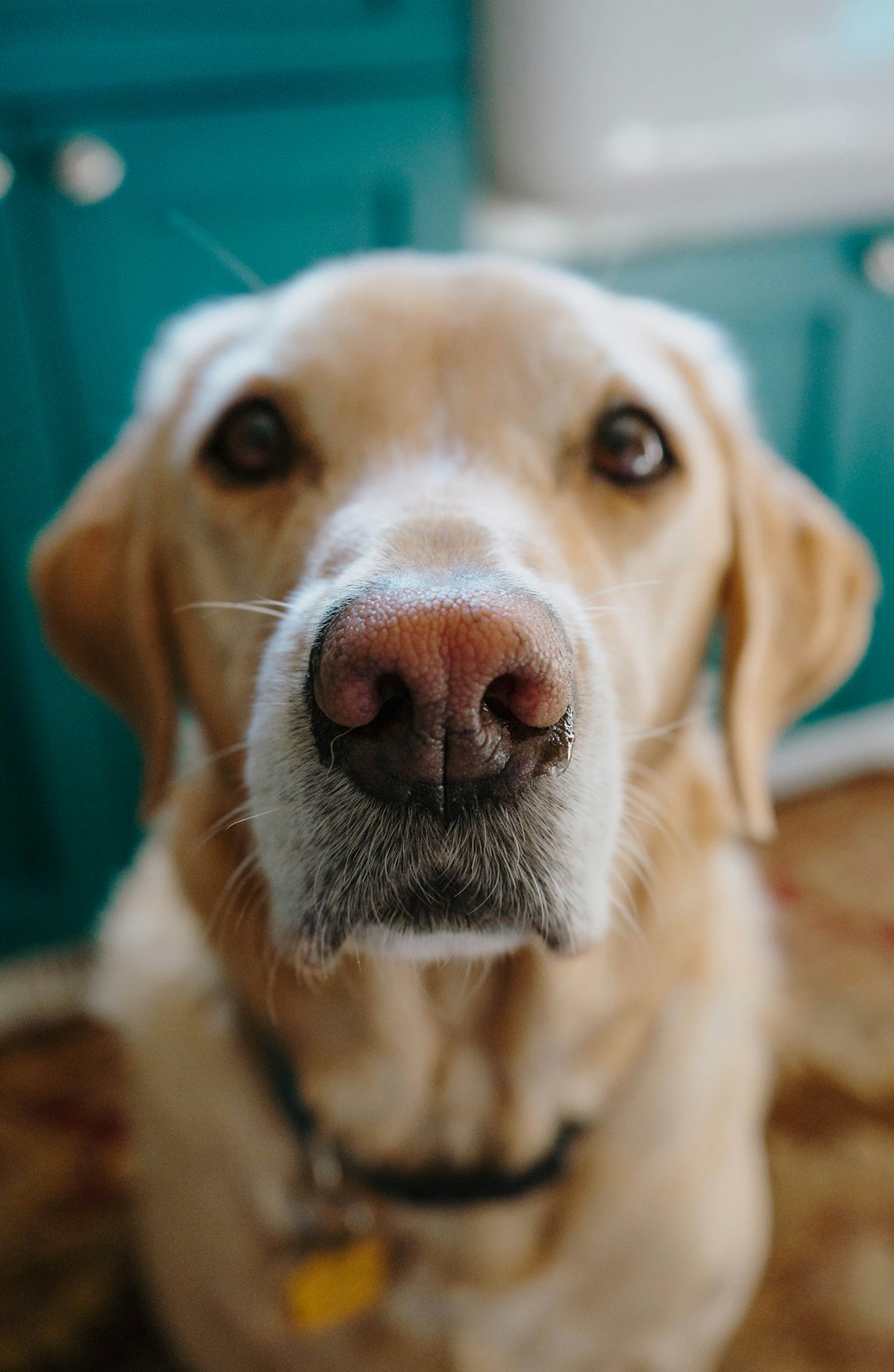 yellow labrador retriever puppy in close up photography
