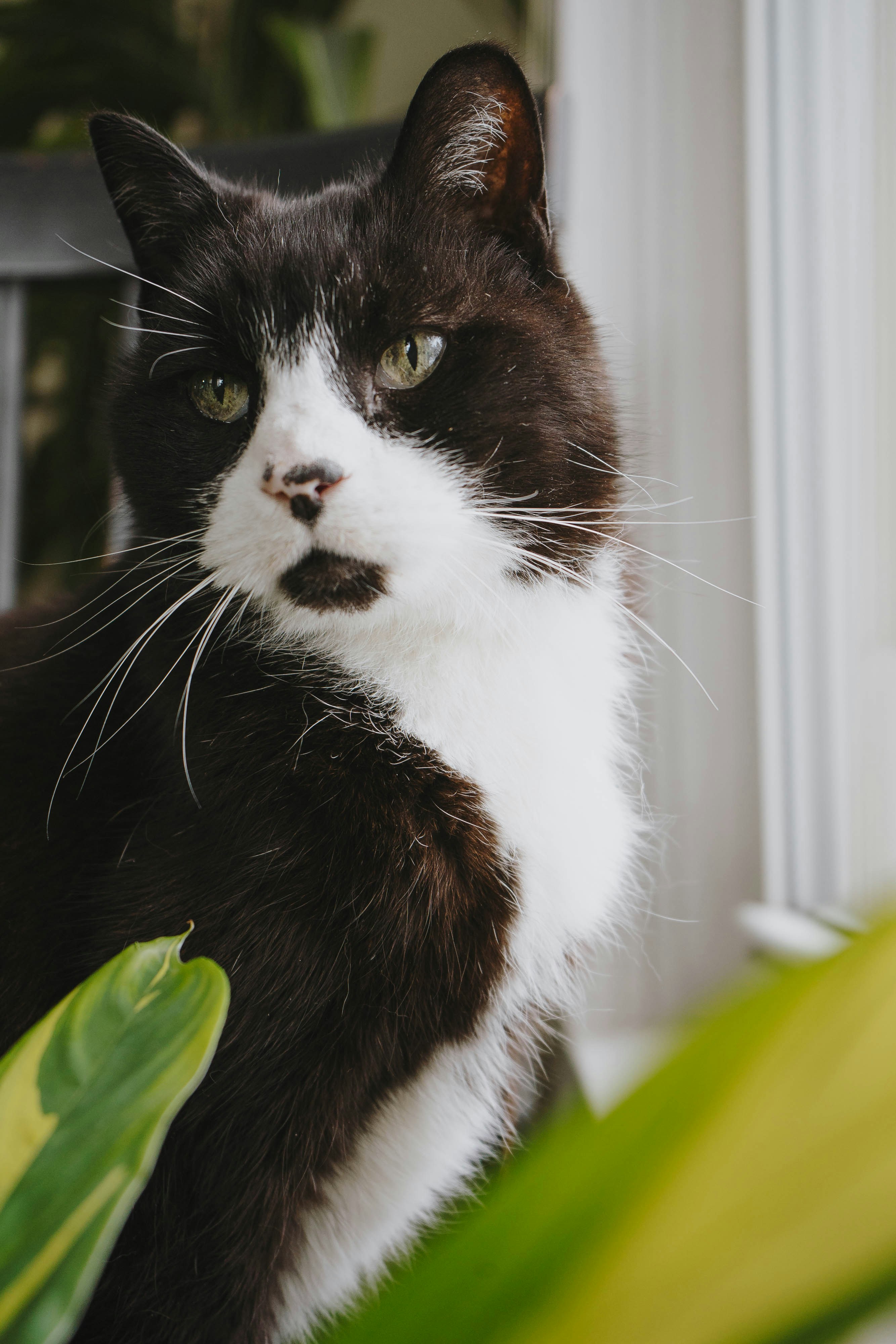 窓の前のタキシード猫の写真 Unsplashで見つける猫の無料写真